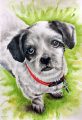dog-watercolour01 (2)